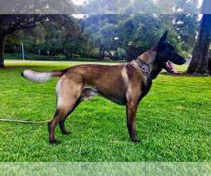 Father of the Belgian Malinois puppies born on 03/26/2019