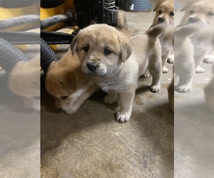 Chow Chow-Labrador Retriever Mix Puppy for sale in HOUSTON, TX, USA