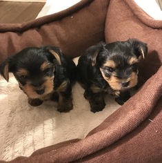 Yorkshire Terrier Puppy for sale in HACIENDA HEIGHTS, CA, USA
