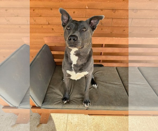 Medium Photo #1 American Pit Bull Terrier-Labrador Retriever Mix Puppy For Sale in Germantown, OH, USA