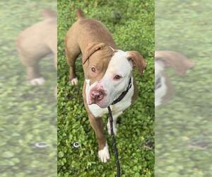DONALD - Male American Staffordshire Terrier Dog for Adoption