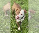DONALD - Male American Staffordshire Terrier Dog for Adoption - Small photo
