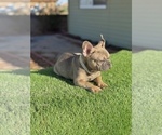 Small #9 French Bulldog
