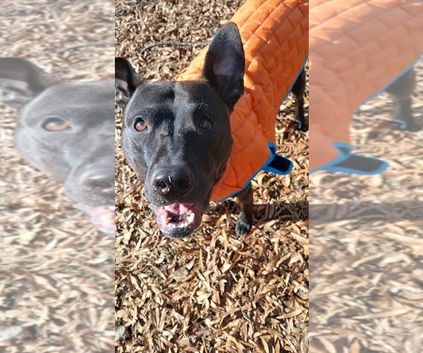 Medium Photo #18 Mutt Puppy For Sale in Holly Springs, NC, USA
