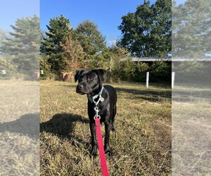 Chex - Male Mutt Dog for Adoption - Photo #10