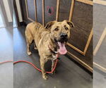 Small German Shepherd Dog-Great Pyrenees Mix