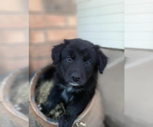 Medium Photo #8 Australian Shepherd Puppy For Sale in WICHITA FALLS, TX, USA