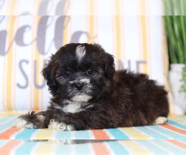 Medium Photo #2 Shih-Poo Puppy For Sale in MOUNT VERNON, OH, USA