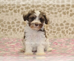 Schnauzer (Miniature) Puppy for sale in DENVER, PA, USA