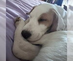 Small Photo #3 Border Collie-Brittany Mix Puppy For Sale in Curwensville, PA, USA