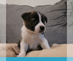 Small Photo #5 Border-Aussie Puppy For Sale in CAMARILLO, CA, USA