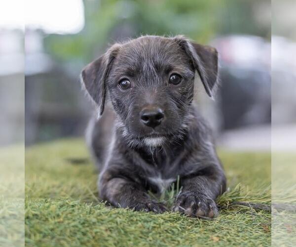 Medium Photo #3 Mutt Puppy For Sale in San Diego, CA, USA