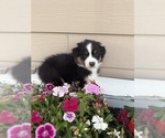 Puppy Re Australian Shepherd