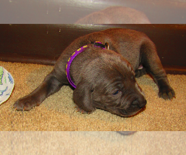 Medium Photo #4 Weimaraner Puppy For Sale in LAS ANIMAS, CO, USA