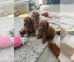 Small #16 Maltipoo
