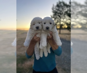 Great Pyrenees-Maremma Sheepdog Mix Puppy for sale in CHATTAROY, WA, USA