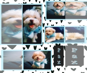 Papi-Poo-Yorkshire Terrier Mix Puppy for sale in BAKERSFIELD, CA, USA