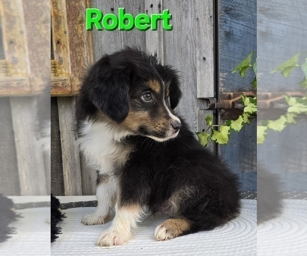 Medium Photo #1 Miniature Australian Shepherd Puppy For Sale in FREMONT, MI, USA