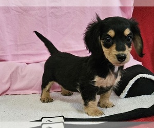 Dachshund Puppy for sale in CLARK, MO, USA