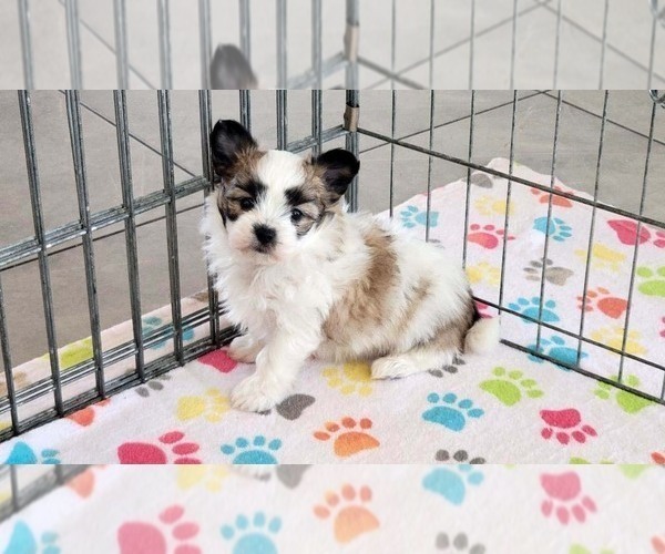 Medium Photo #12 Papitese Puppy For Sale in ORO VALLEY, AZ, USA