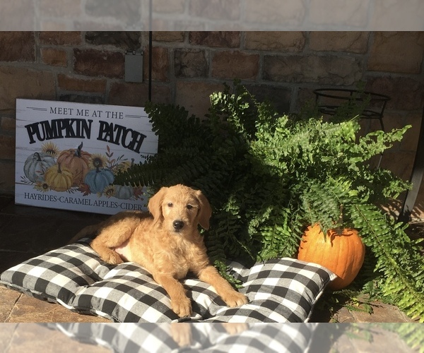 Medium Photo #1 Labradoodle Puppy For Sale in LEITCHFIELD, KY, USA