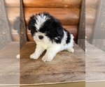 Small Photo #9 Shiranian Puppy For Sale in SAINT AUGUSTINE, FL, USA