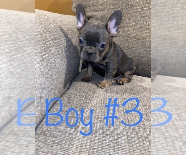 Medium Photo #1 French Bulldog Puppy For Sale in HOPKINSVILLE, KY, USA