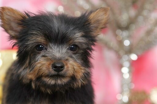 Medium Photo #2 Poodle (Toy)-Yorkshire Terrier Mix Puppy For Sale in BEL AIR, MD, USA