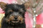 Small Photo #2 Poodle (Toy)-Yorkshire Terrier Mix Puppy For Sale in BEL AIR, MD, USA