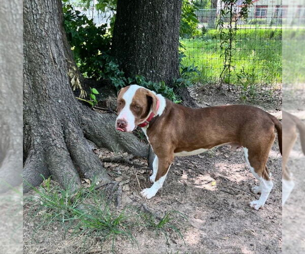 Medium Photo #16 American Staffordshire Terrier-Labrador Retriever Mix Puppy For Sale in Winston Salem, NC, USA