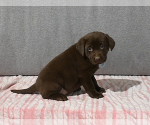 Labrador Retriever Puppy for sale in MILLERSBURG, OH, USA
