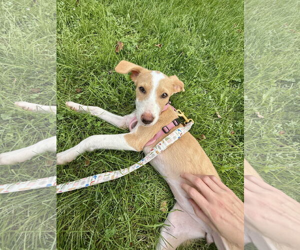 Medium Photo #2 Mutt Puppy For Sale in Plainfield, IL, USA