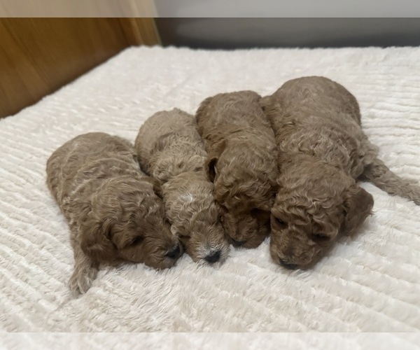 Medium Photo #1 Poodle (Toy) Puppy For Sale in DUBUQUE, IA, USA