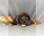 Small #14 Faux Frenchbo Bulldog