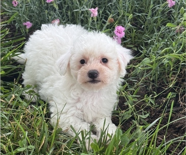 Medium Photo #2 Bichpoo Puppy For Sale in CANOGA, NY, USA