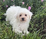 Small #1 Bichpoo