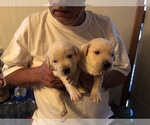 Small Photo #5 Labrador Retriever Puppy For Sale in CONRATH, WI, USA