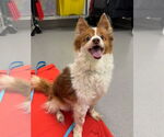 Small #20 Chi-Corgi