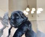Puppy Sparkle Australian Shepherd