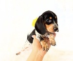 Small #1 Dachshund