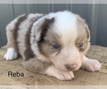 Small Photo #14 Australian Shepherd Puppy For Sale in LYNN, IN, USA