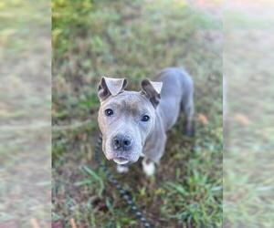 American Pit Bull Terrier Dogs for adoption in Charlotte, NC, USA