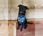 Small #3 Labrador Retriever Mix