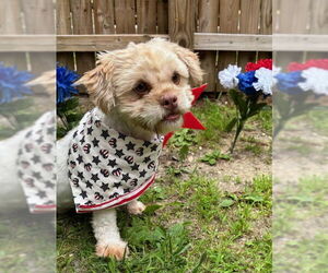Shih Tzu Dogs for adoption in Spring Lake, NJ, USA