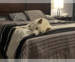 Small Photo #14 Shiba Inu Puppy For Sale in HAMPTON, VA, USA