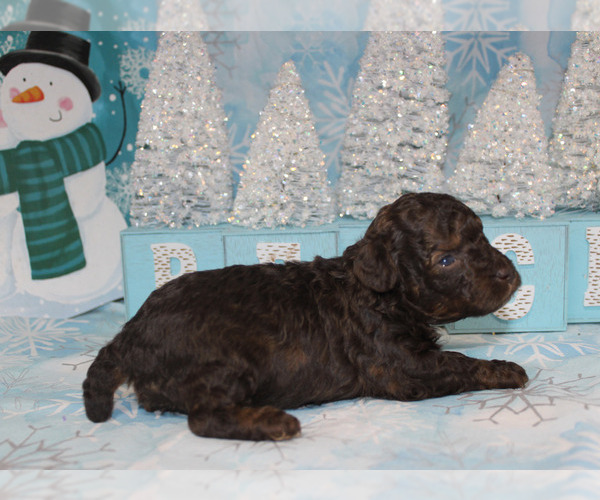 Medium Photo #9 Poodle (Toy) Puppy For Sale in CHANUTE, KS, USA