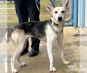 Australian Shepherd-Huskies  Mix Dogs for adoption in Washington, DC, USA