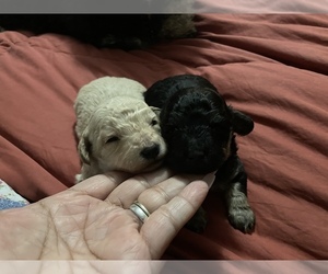-Poodle (Miniature) Mix Puppy for sale in DEL RIO, TX, USA