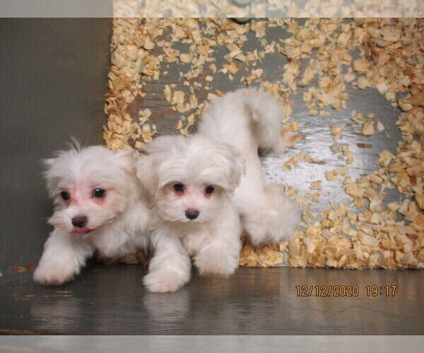 Medium Photo #17 Maltese Puppy For Sale in CARROLLTON, GA, USA