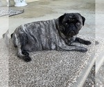 Small Photo #1 Pug Puppy For Sale in TROY, MO, USA